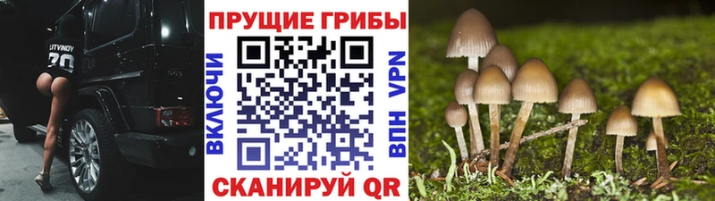 Галлюциногенные грибы ЛСД  Купить  Сельцо 